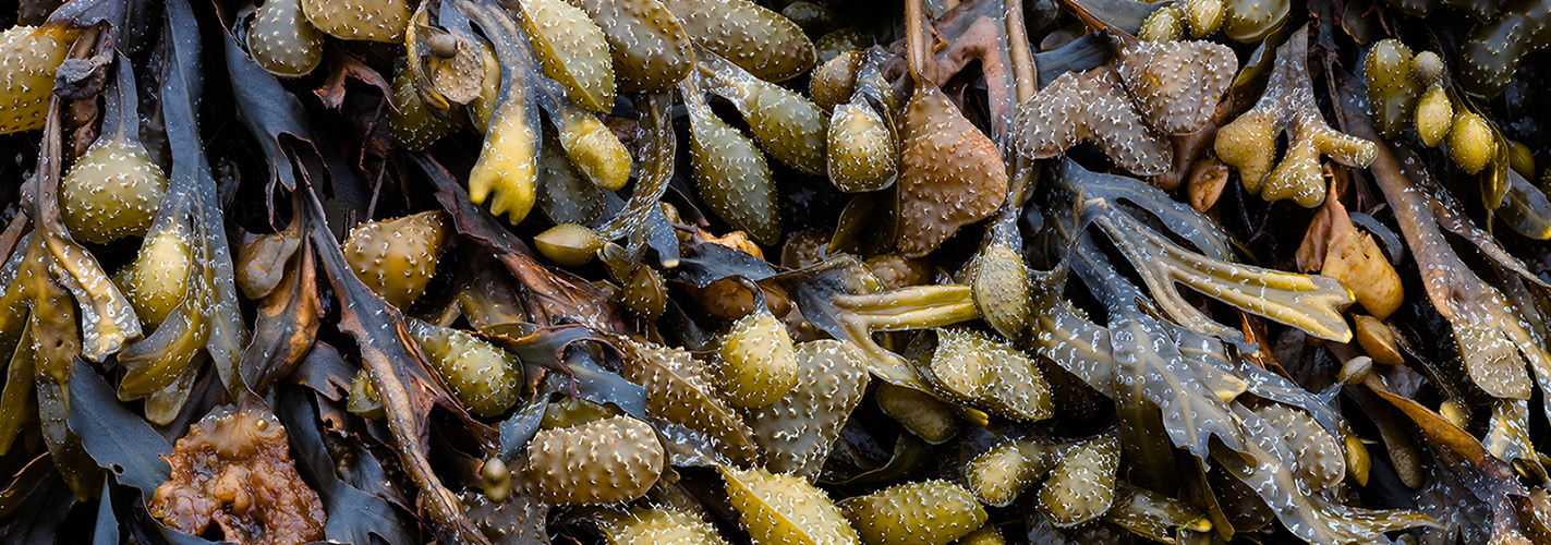 натуральная косметика          из водорослей